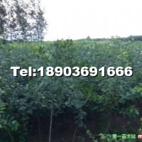 沙果樹