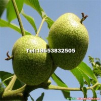 8518核桃苗