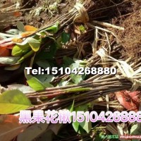 黑果花楸