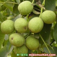 青皮核桃苗