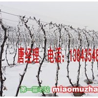 耐寒占地葡萄樹