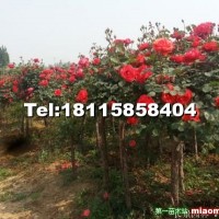 月季樹