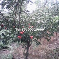 山楂樹