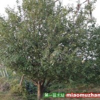八棱海棠樹