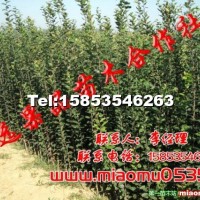 蘋果苗