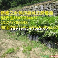 秭歸臍橙苗
