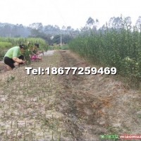 代接果苗