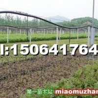 藍莓苗