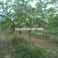 遼核7號(hào)核桃苗