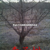 李子樹