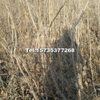 文冠果苗