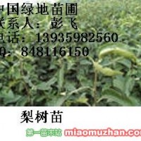 梨樹苗
