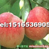金秋紅蜜桃