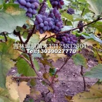 郁金香葡萄苗