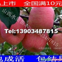 蘋(píng)果苗