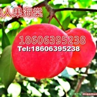 貴人果海棠花