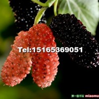 果桑苗