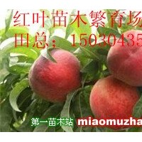 梨樹