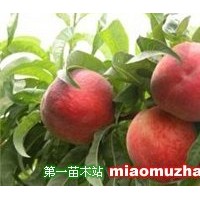 桃樹苗