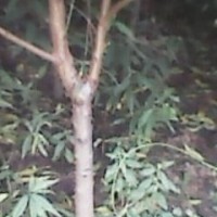桃樹
