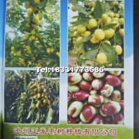 棗樹苗（馬奶棗）