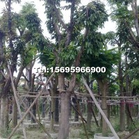 芒果樹(shù)