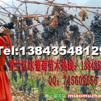 雪蘭紅葡萄苗