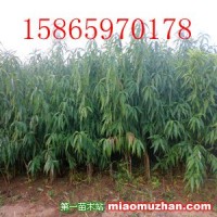 桃樹苗