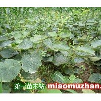 紅心獼猴桃苗