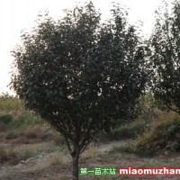 八棱海棠樹