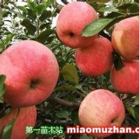 蘋果苗
