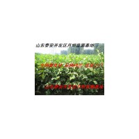 核桃樹苗