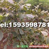 核桃苗