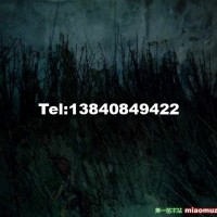 櫻桃苗