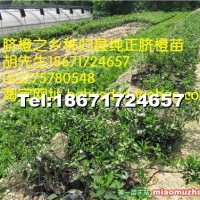 紐荷爾臍橙苗