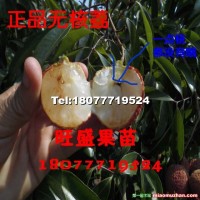 荔枝苗