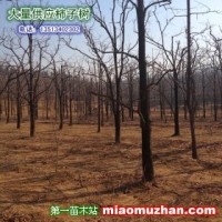 柿子樹