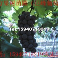 大棚葡萄苗
