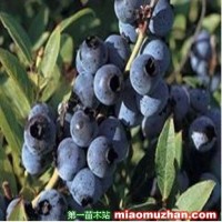 藍莓苗