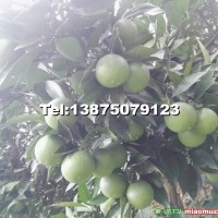 錦蜜冰糖橙苗