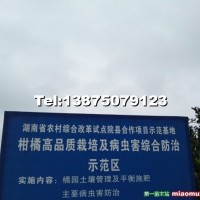 柑橘苗