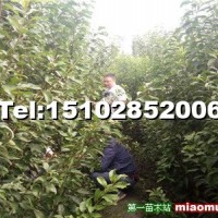 青脆李苗