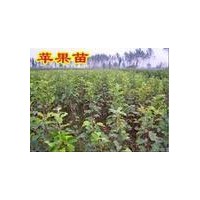 蘋果苗