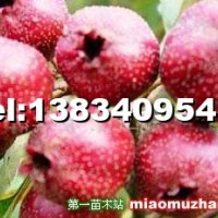 大金星山楂苗