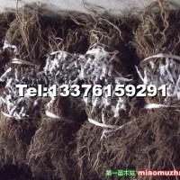 獼猴桃苗