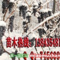 冰葡萄苗