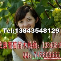 綠玫瑰葡萄苗