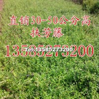 扶芳藤