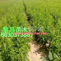 小桃苗