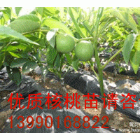 核桃苗